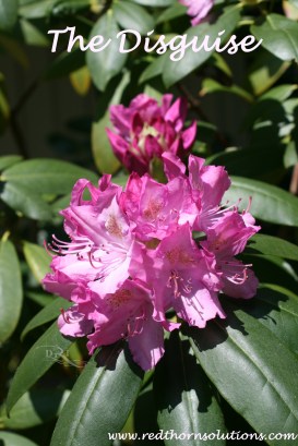 Disquise